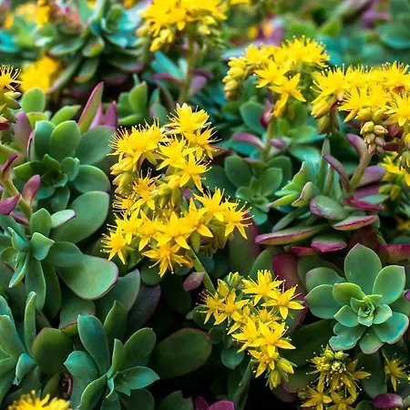 阿加塔旅馆 4* 莱万托